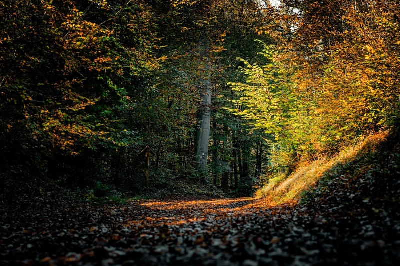 Nature walk